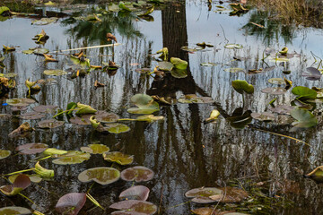 water lily in the pond (plajyolu, izmit, kocaeli)