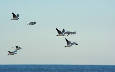 Fototapeta premium El vuelo de las gaviotas sobre el mar