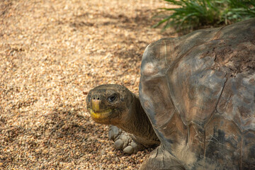 Close-up profile picture of the Galapagos giant tortoise (Chelonoidis nigra)