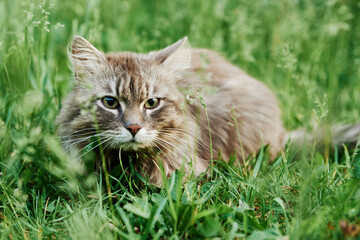Naklejka na ściany i meble Gray cat in green grass. Cat portrait closeup