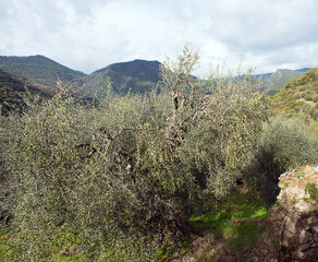 landscape with olive tree and clouds