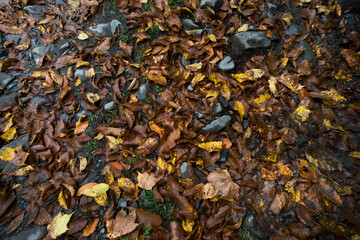 Golden vibrant fall leaves on the ground in a forest. Forest with colorful golden foliage.