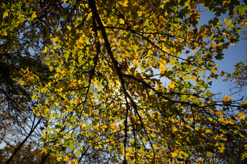 Amazing view with colorful autumn forest with asphalt mountain road at sunset. Beautiful landscape with empty road, trees and sunlight in the evening in autumn. Travel background. Nature