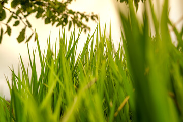 beautiful blur grass