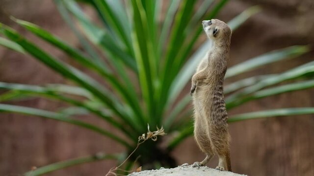 Meerkats are always vigilant to keep their herds safe.