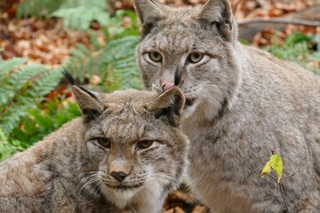 Hirsch
Meise
Grünfink
Gimpel
Sonnenuntergang
Wildwald
Schwan