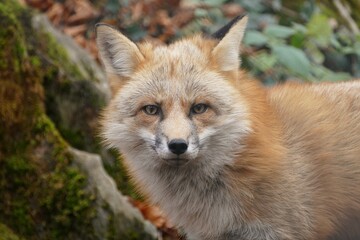 Hirsch
Meise
Grünfink
Gimpel
Sonnenuntergang
Wildwald
Schwan