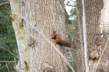 Hirsch
Meise
Grünfink
Gimpel
Sonnenuntergang
Wildwald
Schwan