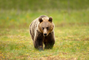 Obraz na płótnie Canvas Close up of Eurasian Brown bear crossing a swamp