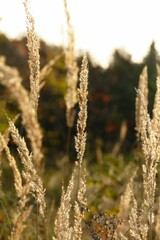 Hirsch
Meise
Grünfink
Gimpel
Sonnenuntergang
Wildwald
Schwan