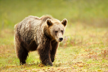 Plakat Close up of an Eurasian Brown bear standing in a swamp