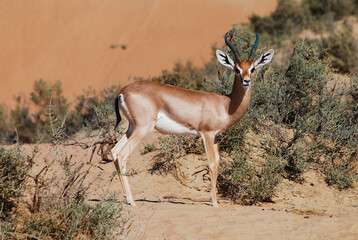 Arabian gazelle standing in desert shrubs