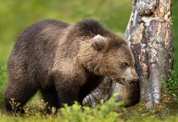 Close up of a young Eurasian Brown bear standing by a tree