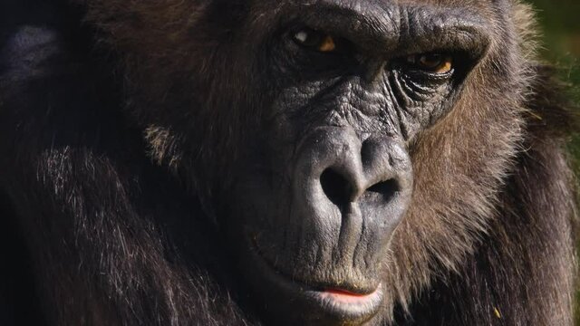 Close up of gorilla face opening his eyes.