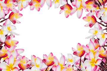 magnolia flower spring branch isolated on white background