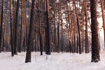 winter forest in frost with path, way covered with snow at sunset with sun shining through trees from side