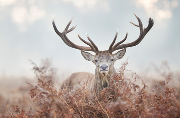 Naklejka na ściany i meble Portrait of a red deer stag on a misty autumn morning