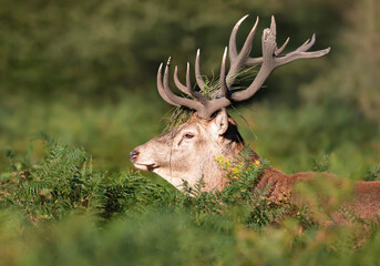 Close-up of a red deer stag standing in a field of bracken during rutting season in autumn