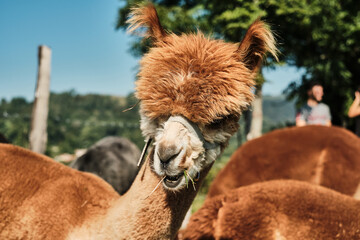 Alpaca marrone in gruppo
