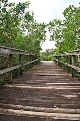 Wooden footpath through the dense tropical foliage of remote Florida