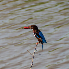 Kingfisher