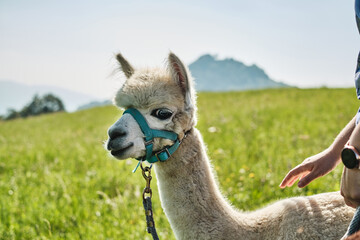 Alpaca bianco a passeggio