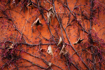 Climbing plant in autumn on an orange house wall