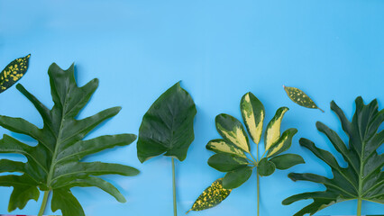 The green of tropical leaves on a blue background.   flat bookmark, top view, flat lay
