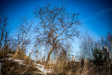 forest park vegetation sunny winter day
