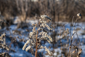 forest park vegetation sunny winter day