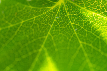 the texture of green leaf macro