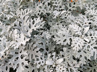 Dusty miller, silver ragwort, silver dust (Jacobaea maritima).