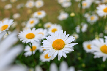 white daisies on the field, in the foreground a part of daisies
