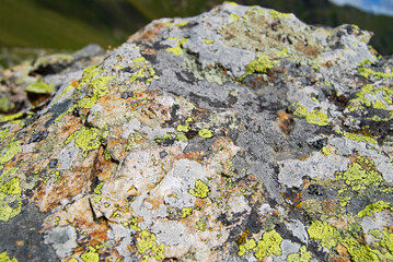 lichen on rock
