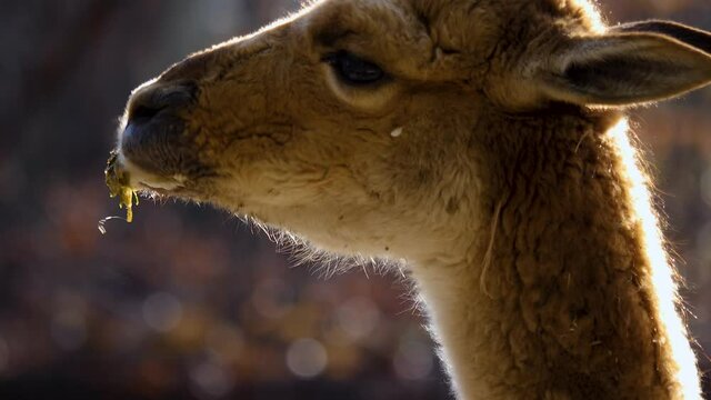 A drooling vicuna chewing on some fruit.