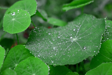 Leaves after summer rain