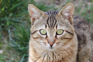 
tabby stray cat with green eyes.