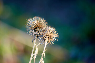Photo of two weed prickles background