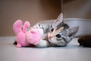 Cute playful rescue kitten in a no-kill animal shelter