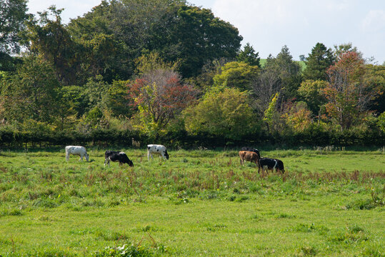 放牧中の牛のイメージ  北海道美瑛町