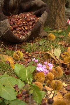 Chestnuts In Agrafa Karditsas