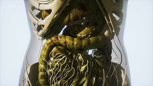 detailed human digestive system anatomy