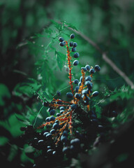 Grapes on the grass