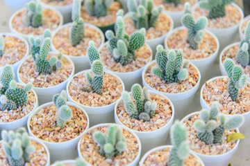 Close up to little cactus in mini pot