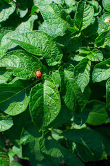 Beetles are pests that eat potato leaves