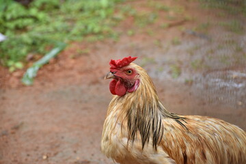 rooster in the farm