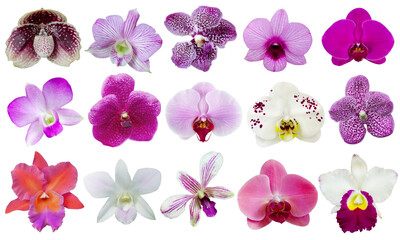 Fototapeta na wymiar Collection of beautiful fresh orchid flower isolated on white background