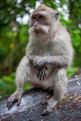 Naklejka na ściany i meble Portrait of monkey sitting on tree in the jungle