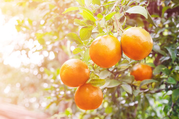 A bunch of fresh orange fruit on tree in the orchard under morning light in soft blur tone