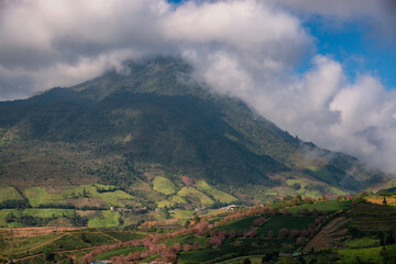 Fototapeta premium Beautiful cherry flowers bloom in tea hill in Sapa, Vietnam